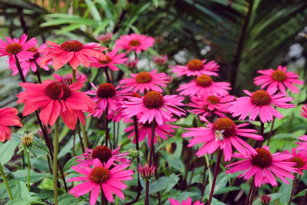 Echinacea 'Sensation Pink'